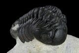 Detailed Reedops Trilobite With Friend #119044-3